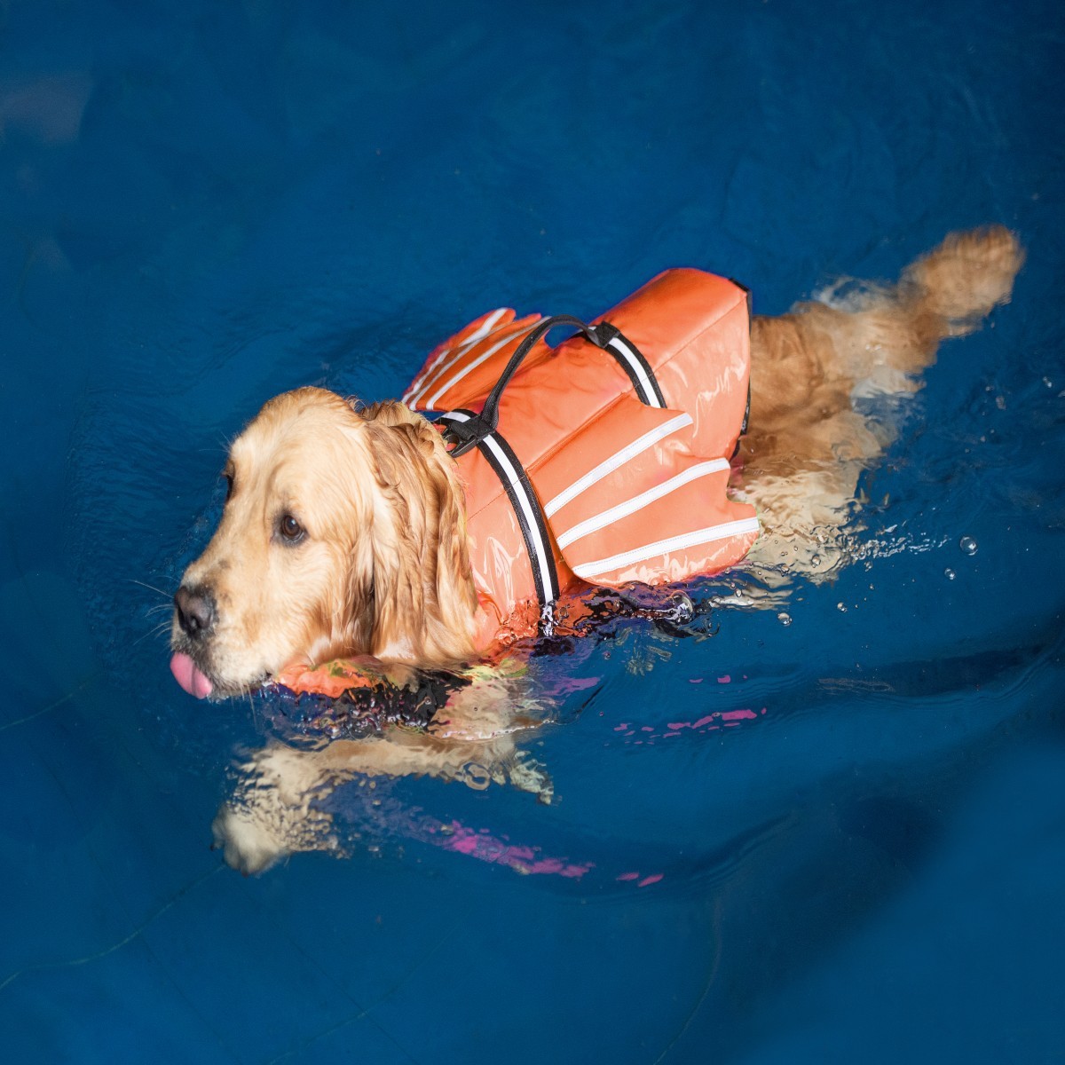 Chaleco Salvavidas para Perros - Life Jacket reseña y precio